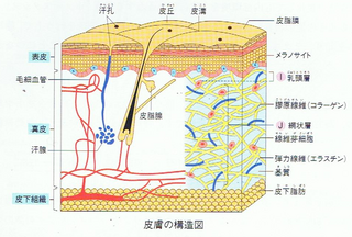 皮膚の構造図.bmp